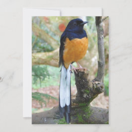 Male White-Rumped Shama Bird Feiertagskarte