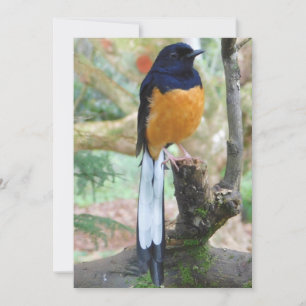 Male White-Rumped Shama Bird Feiertagskarte