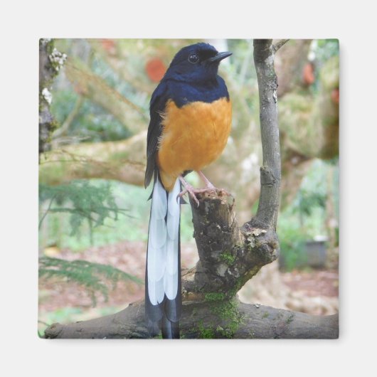 Male White-Rumped Shama Bird Magnet (Vorne)