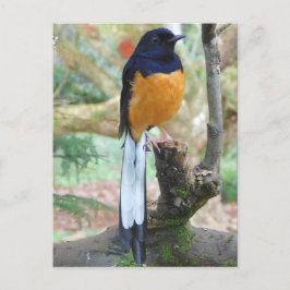 Male White-Rumped Shama Bird Postkarte