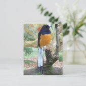 Male White-Rumped Shama Bird Postkarte (Stehend Vorderseite)