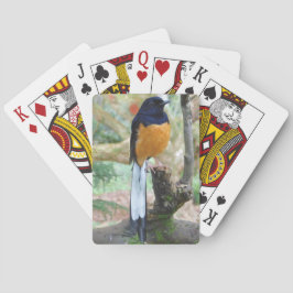 Male White-Rumped Shama Bird Spielkarten