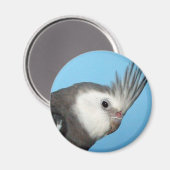 Male Whiteface Cockatiel Magnet (Vorderseite/Rückseite)