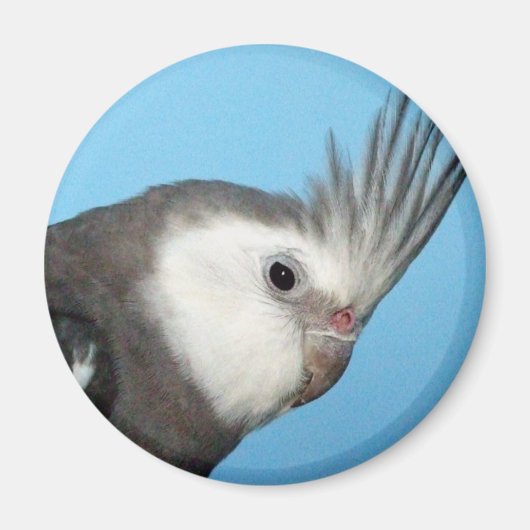 Male Whiteface Cockatiel Magnet (Vorne)