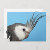 Male Whiteface Cockatiel Postkarte (Vorne/Hinten)