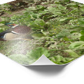 Male Wood Duck Fotodruck (Ecke)