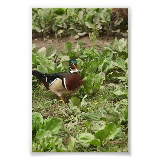 Male Wood Duck Fotodruck (Vorne)