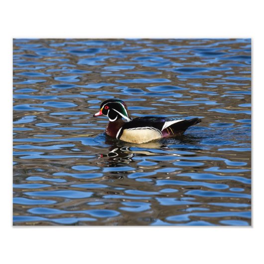 Male Wood Duck Fotodruck (Vorne)