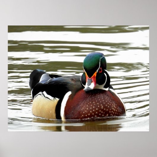 MALE WOOD DUCK POSTER (Vorne)