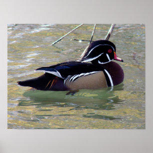 Male Wood Duck Poster