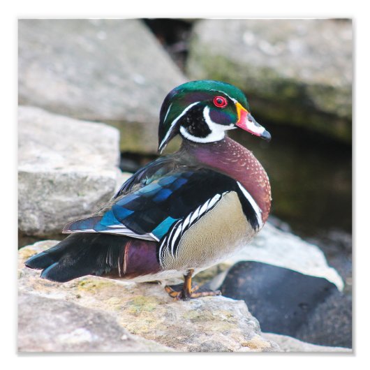 Malé Wood Duck Square Print Fotodruck (Vorne)