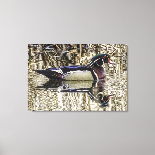 Male wood duck swimming in pond canvas print leinwanddruck (Vorderseite)