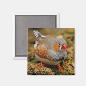 Male Zebra Finch auf den Felsen Magnet (Vorderseite/Rückseite)