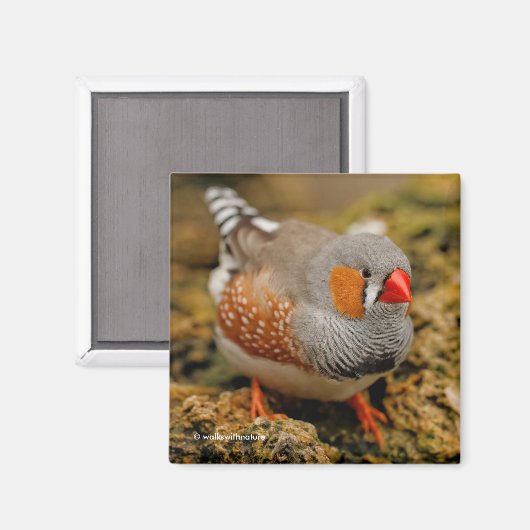 Male Zebra Finch auf den Felsen Magnet (Vorderseite/Rückseite)