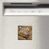 Male Zebra Finch auf den Felsen Magnet (In Situ (Geschirrspüler))