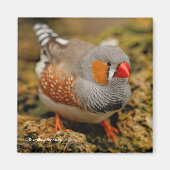Male Zebra Finch auf den Felsen Magnet (Vorne)