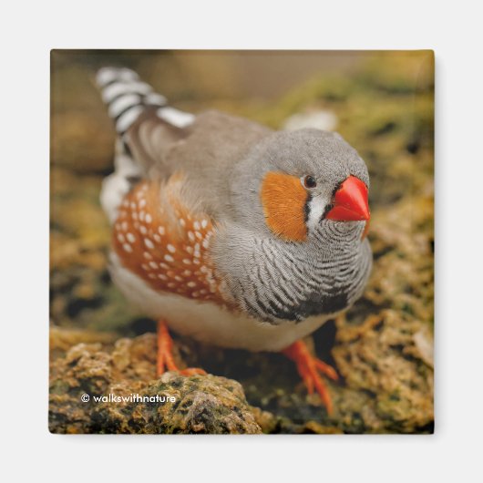 Male Zebra Finch auf den Felsen Magnet (Vorne)