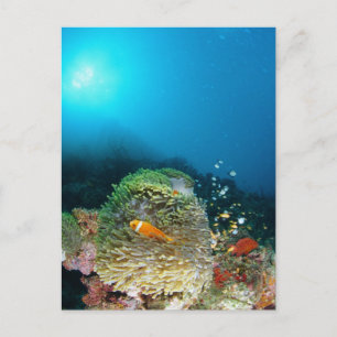 Malediven Anemone Fische schwimmen unter Wasser Postkarte