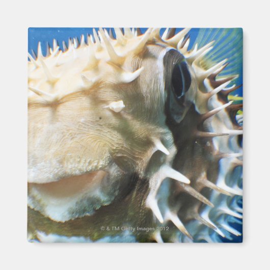 Malediven Magnet (Vorne)