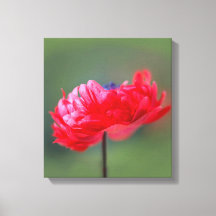 Maleffekt der roten Blume nah