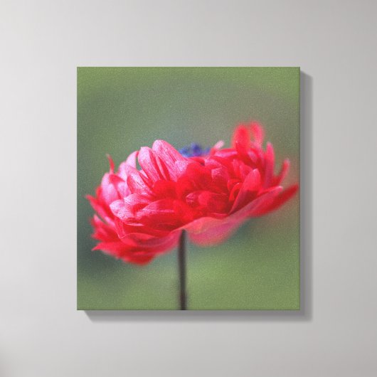 Maleffekt der roten Blume nah Leinwanddruck (Vorderseite)