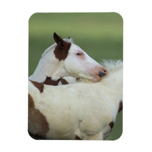 Malen Sie das Fohlen-Spielen Magnet