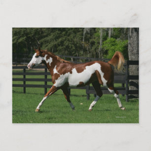 Malen Sie das Pferd, das 1 laufen lässt Postkarte