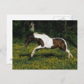 Malen Sie das Pferd, das in Feld der Blumen läuft Postkarte (Vorne/Hinten)