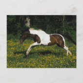Malen Sie das Pferd, das in Feld der Blumen läuft Postkarte (Vorderseite)