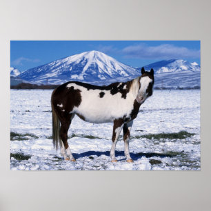 Malen Sie Pferd stehend im Schnee Poster