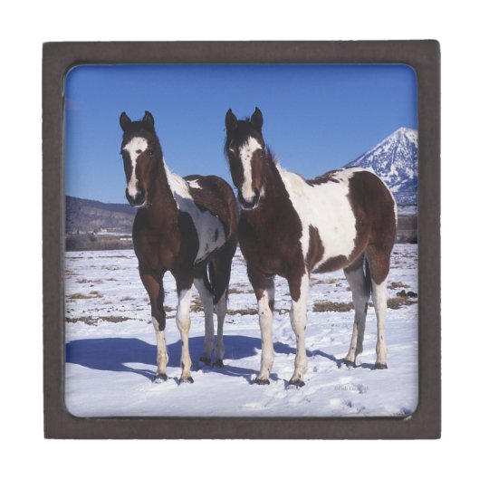 Malen Sie Pferde Stehend Im Schnee Schmuckkiste Zazzle De