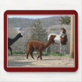 Malen Sie Pferdealpaka Mousepad (Vorne)