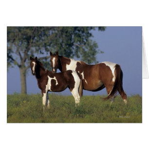 Malen Sie Stute u. Fohlen