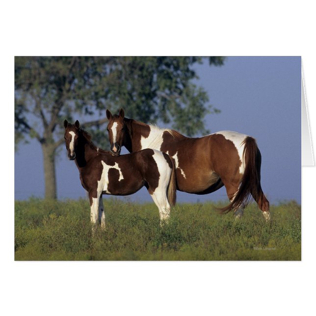 Malen Sie Stute u. Fohlen (Vorderseite (Horizontal))