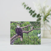 Malerei eines Bald-Adlers Postkarte (Stehend Vorderseite)