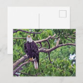 Malerei eines Bald-Adlers Postkarte (Vorne/Hinten)
