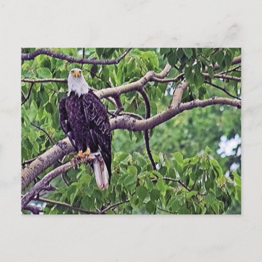 Malerei eines Bald-Adlers Postkarte (Vorderseite)