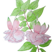 Malerei hübscher rosa Blume Kaffeetasse