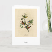 Malerische Finch (Jagd) Audubons Vögel von Amerika Karte (Rückseite)