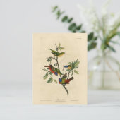 Malerische Finch (Jagd) Audubons Vögel von Amerika Postkarte (Stehend Vorderseite)
