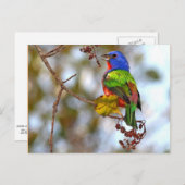 Malerische Jagd, schöner farbiger Vogel Postkarte (Vorne/Hinten)