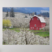Malerische rote Scheune und Birnenblüten Poster (Vorne)