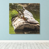 Malerische Schildkröten sonnen sich in einem Teich Leinwanddruck (Insitu (Holzboden))