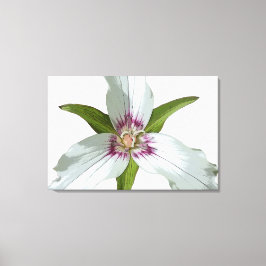 Malerische Trillium Spring Wildblume Canvas Print Leinwanddruck
