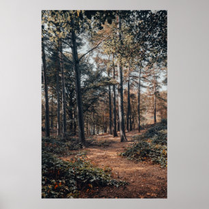 Malerischer entspannender Wald Poster