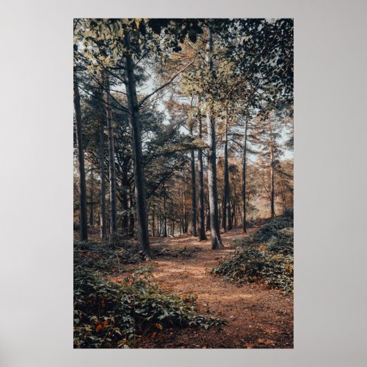 Malerischer entspannender Wald Poster (Vorne)
