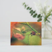 Malerischer Marienkäfer Postkarte (Stehend Vorderseite)