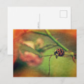 Malerischer Marienkäfer Postkarte (Vorne/Hinten)