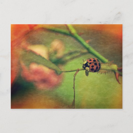 Malerischer Marienkäfer Postkarte (Vorderseite)