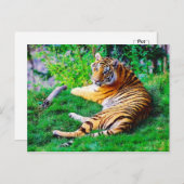 Malerischer Tiger im Gras Postkarte (Vorne/Hinten)
